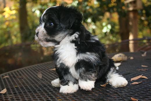 Black and white Havanese puppy playing outside