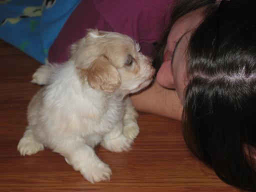Cream KASE Havanese puppies being adorable