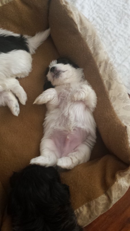 sleeping havanese puppy