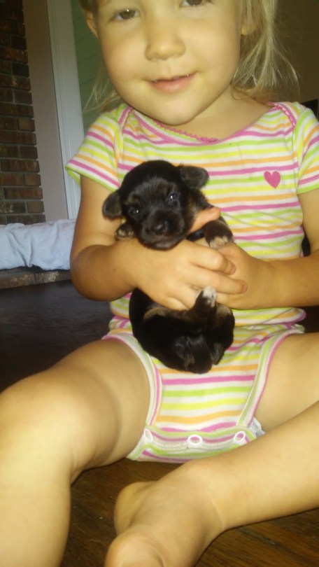 baby with black havanese puppy