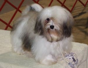 sable and white akc champion havanese dog