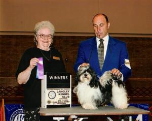 Black and white akc champion havanese dog