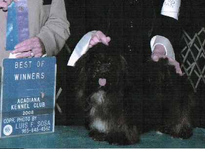 Black champion havanese dog in charlotte north carolina