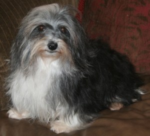 black and white havanese dog with nice show coat
