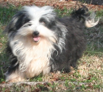 Black and white havanese dog smiling in charlotte