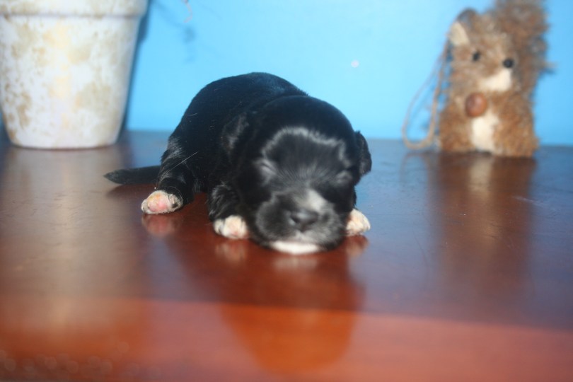 Black Puppy with White Feet