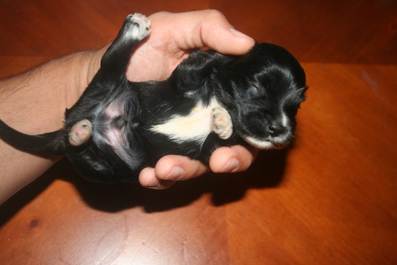 Havanese Puppy Belly