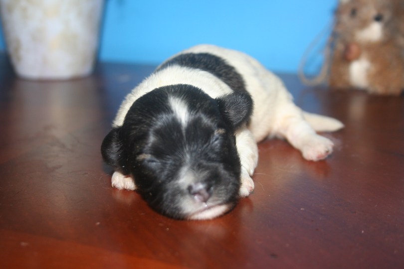 Sable and White Havanese Puppy