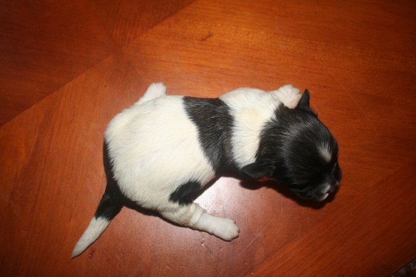 cute puppy shot from back