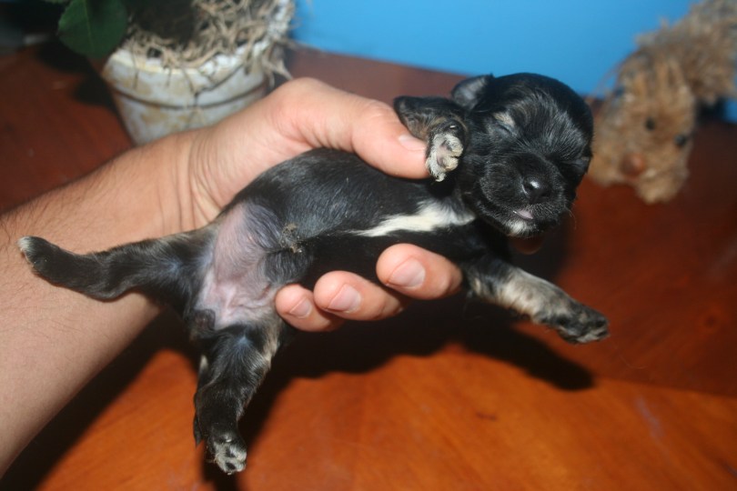 tan point havanese puppy
