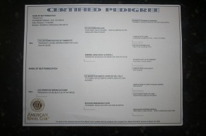 another certified havanese pedigree