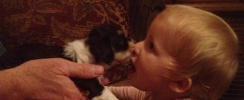 Havanese puppy dog kissing a baby girl