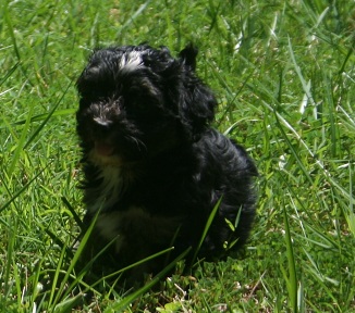black havanese puppies playing in the grass outside
