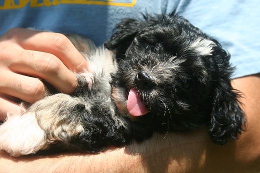 Havanese puppies sticking their tongues out