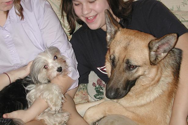 Havanese dog and German Shepherd together