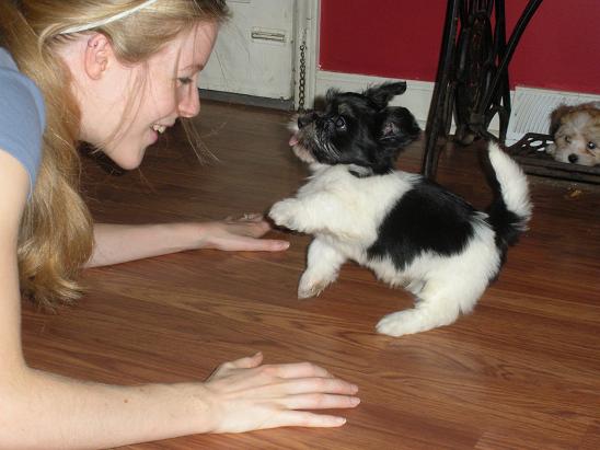 Black and white havanese puppy dog playing with a girl in charlotte