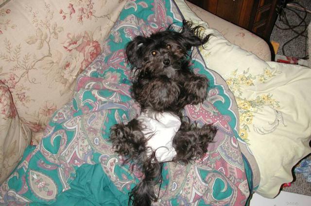 Black havanese dog in a diaper