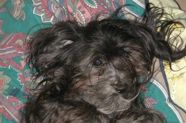 black havanese dog with messy hair