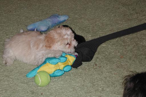 butterscotch havanese puppies playing in a pile of toys