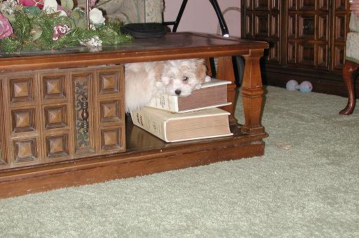 Havanese puppy hiding under the coffee table