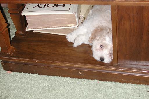 sleeping havanese puppies for sale