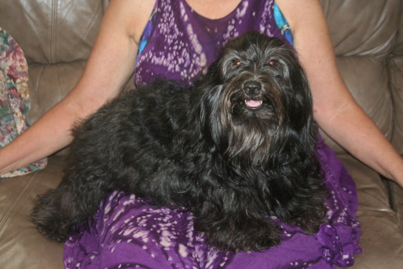 Black Havanese Breeder dog Essey