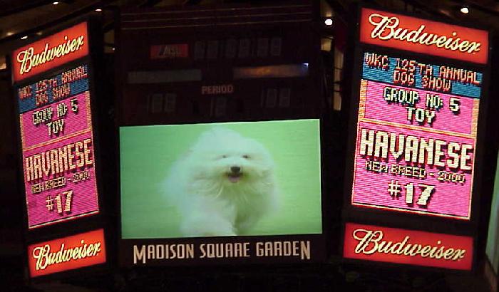 Havanese dog at the Westminster Dog Show