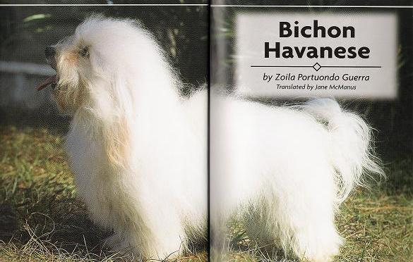 KASE Havanese dog in a book