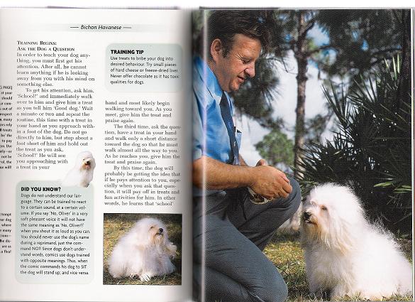 Havanese dog book picture