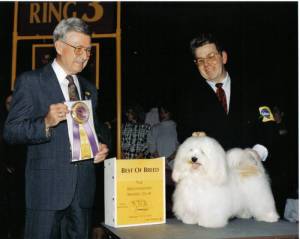 white havanese westminster dog show best of breed winner with puppies for sale