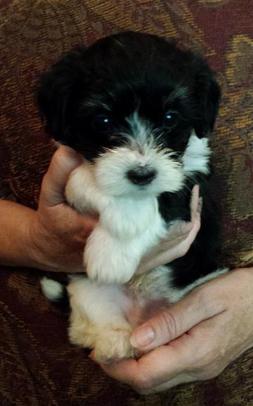Cute Havanese Male