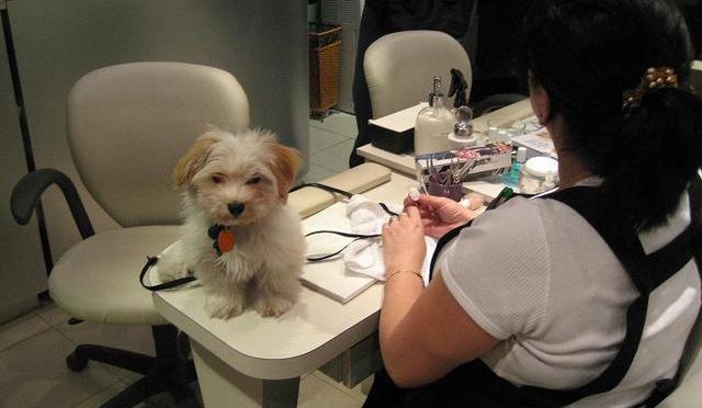 White Havanese puppy dog in a work office setting
