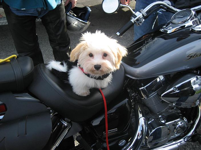 White Havanese puppy dog riding a motercycle