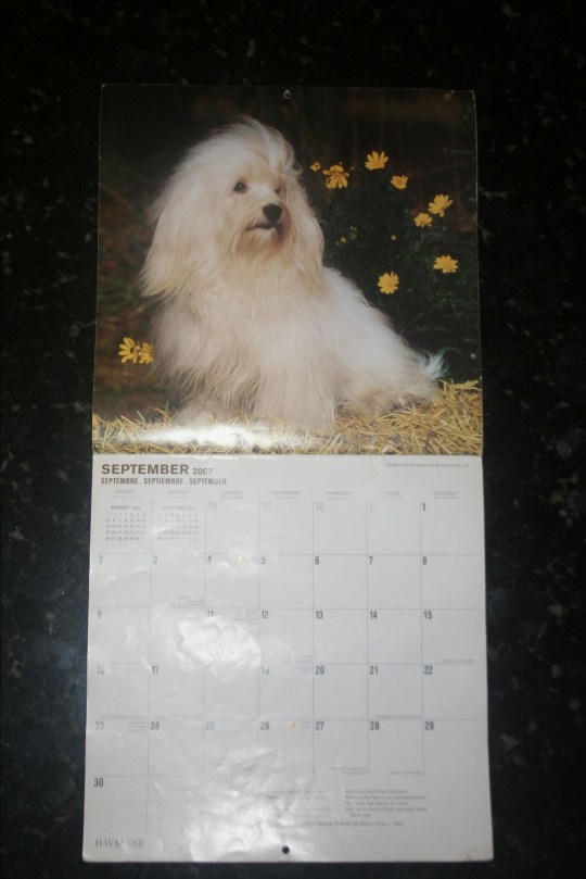 KASE Havanese dog in a popular calendar