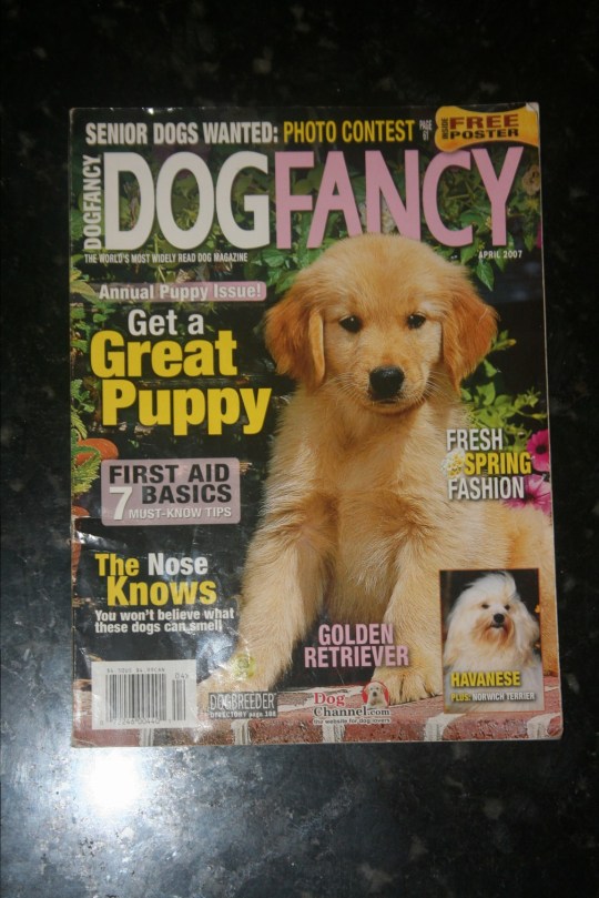 KASE Havanese dog featured in Dog Fancy Magazine