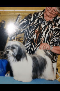 silver and white akc havanese champion dog