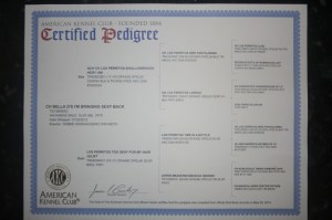 certified havanese dog pedigree