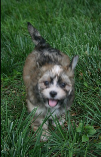 Sable havanese puppies playing outside