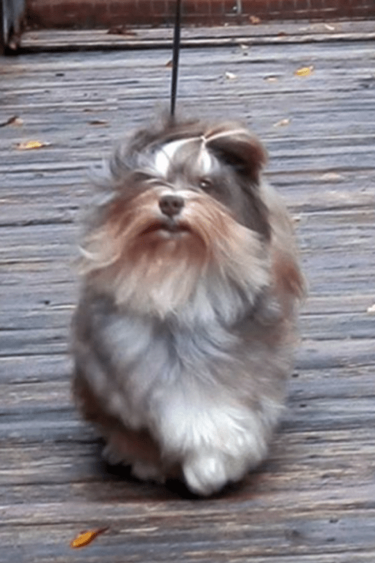 Champion Havanese Male