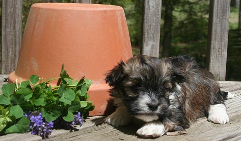 sable and white havanese puppy resting by a flower pot