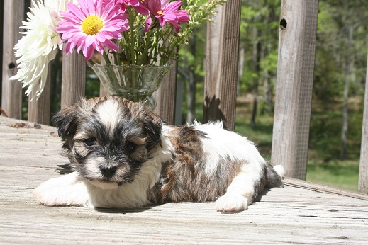 sable and white havanese puppies playing with flowers