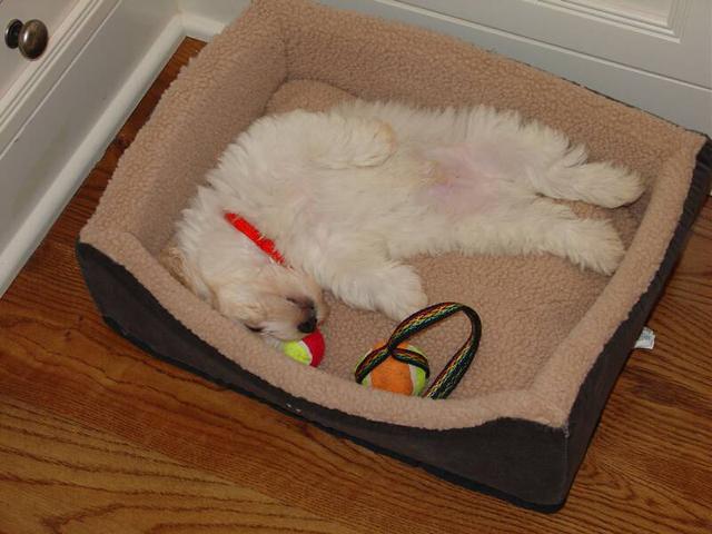 White KASE havanese puppy sleeping in dog bed