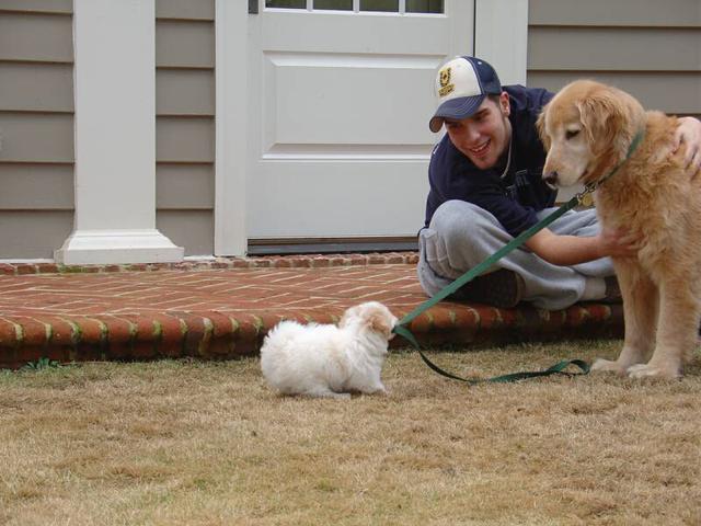 white Havanese puppy playing with golden retriever