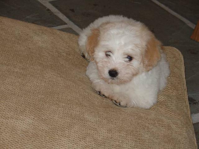 Kase Havanese puppies resting on dog bed