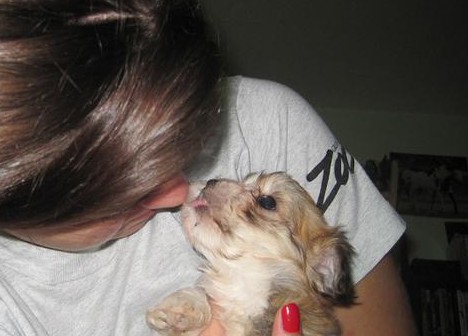 sable and white Havanese puppy licking face