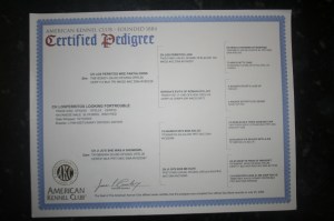 certified havanese pedigree