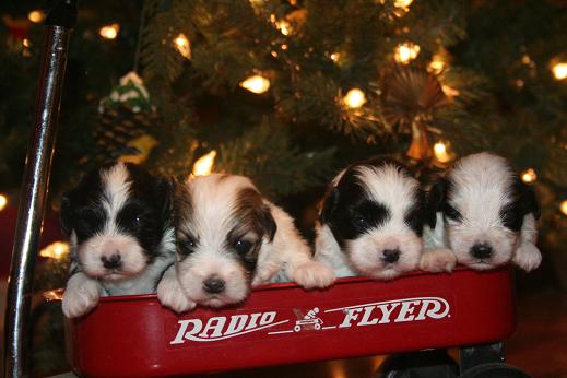 Havanese puppies for sale in charlotte