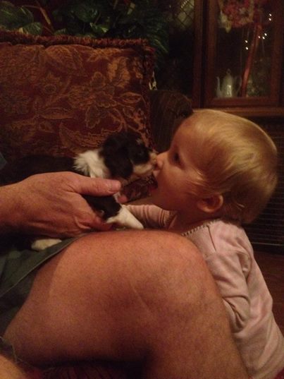 Havanese puppy kisses baby girl on the mouth