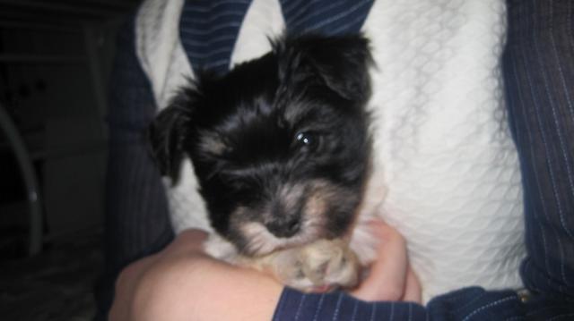 Havanese puppy dog with ears raised