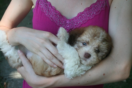 Havanese puppy dog being held on its back